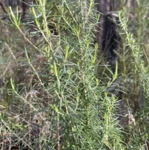 Cassinia aculeata subsp. aculeata at Paddys River, ACT - 17 Jun 2023