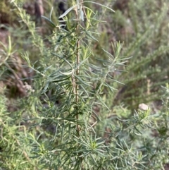 Cassinia aculeata subsp. aculeata at Paddys River, ACT - 17 Jun 2023 01:40 PM