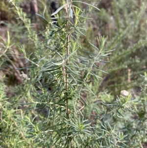 Cassinia aculeata subsp. aculeata at Paddys River, ACT - 17 Jun 2023 01:40 PM