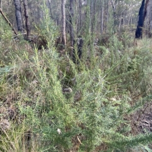 Cassinia aculeata subsp. aculeata at Paddys River, ACT - 17 Jun 2023 01:40 PM