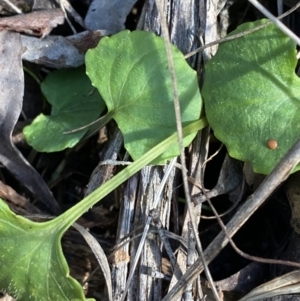 Viola hederacea at Paddys River, ACT - 17 Jun 2023 01:40 PM