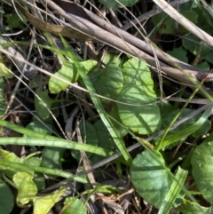 Viola hederacea at Paddys River, ACT - 17 Jun 2023 01:40 PM