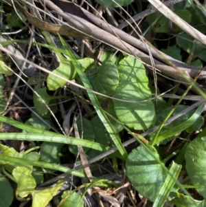 Viola hederacea at Paddys River, ACT - 17 Jun 2023 01:40 PM