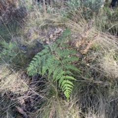 Pteridium esculentum (Bracken) at Paddys River, ACT - 17 Jun 2023 by Tapirlord