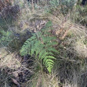 Pteridium esculentum at Paddys River, ACT - 17 Jun 2023