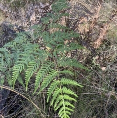 Pteridium esculentum at Paddys River, ACT - 17 Jun 2023