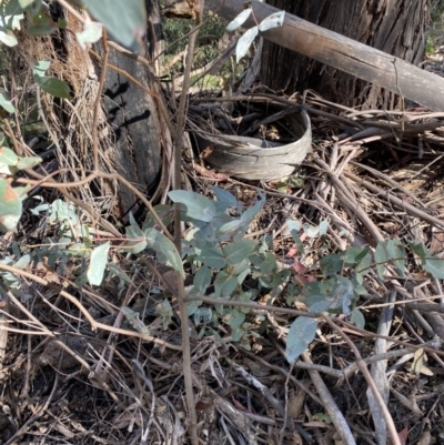 Eucalyptus dives (Broad-leaved Peppermint) at Paddys River, ACT - 17 Jun 2023 by Tapirlord