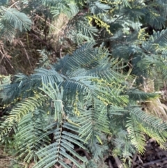 Acacia dealbata subsp. subalpina (Monaro Silver-wattle) at Paddys River, ACT - 17 Jun 2023 by Tapirlord