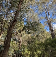 Eucalyptus nortonii (Large-flowered Bundy) at Paddys River, ACT - 17 Jun 2023 by Tapirlord