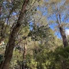 Eucalyptus nortonii (Mealy Bundy) at Paddys River, ACT - 17 Jun 2023 by Tapirlord