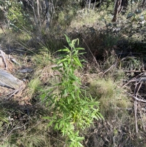 Olearia lirata at Paddys River, ACT - 17 Jun 2023 01:37 PM