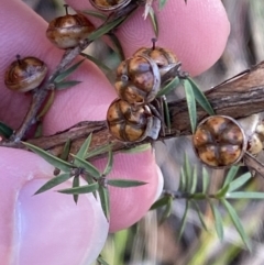 Leptospermum continentale (Prickly Teatree) at Paddys River, ACT - 17 Jun 2023 by Tapirlord