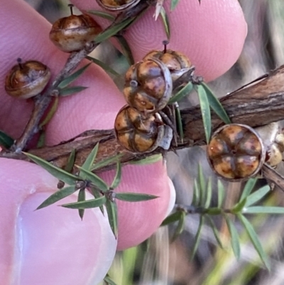 Leptospermum continentale (Prickly Teatree) at Tidbinbilla Nature Reserve - 17 Jun 2023 by Tapirlord