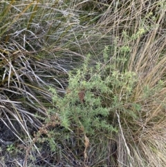 Leptospermum continentale at Paddys River, ACT - 17 Jun 2023