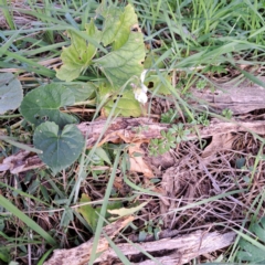Viola odorata (Sweet Violet, Common Violet) at Watson, ACT - 26 Jun 2023 by abread111