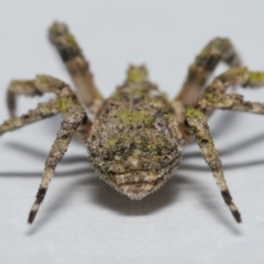 Stephanopis altifrons at Wellington Point, QLD - suppressed