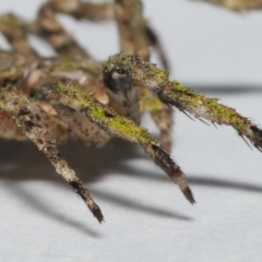Stephanopis altifrons at Wellington Point, QLD - suppressed