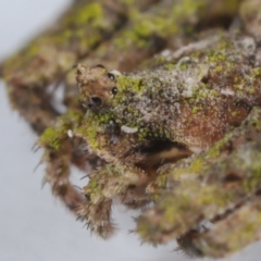 Stephanopis altifrons at Wellington Point, QLD - suppressed