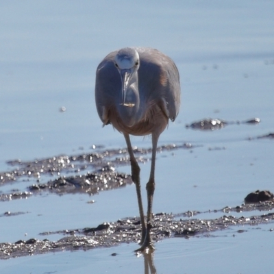 Egretta novaehollandiae (White-faced Heron) at Ormiston, QLD - 25 Jun 2023 by TimL