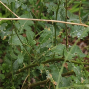 Hirschfeldia incana at Turner, ACT - 6 Apr 2023