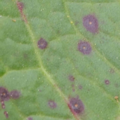 zz rusts, leaf spots, at Sullivans Creek, Turner - 6 Apr 2023 by ConBoekel