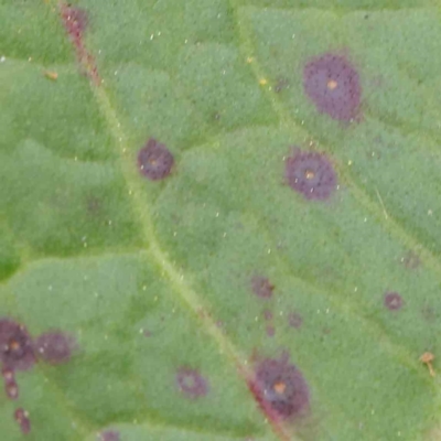 zz rusts, leaf spots, at Turner, ACT - 6 Apr 2023 by ConBoekel