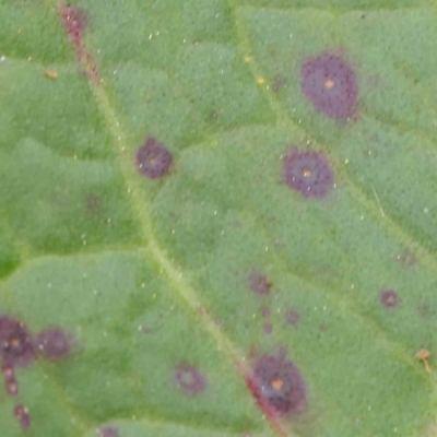 zz rusts, leaf spots, at Sullivans Creek, Turner - 6 Apr 2023 by ConBoekel