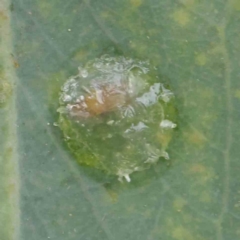 Psyllidae sp. (family) (Unidentified psyllid or lerp insect) at Sullivans Creek, Turner - 6 Apr 2023 by ConBoekel