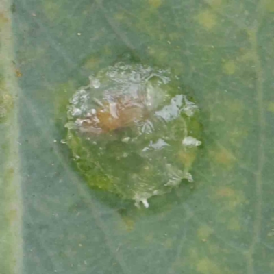 Psyllidae sp. (family) (Unidentified psyllid or lerp insect) at Turner, ACT - 6 Apr 2023 by ConBoekel