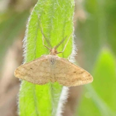 Scopula rubraria (Reddish Wave, Plantain Moth) at Haig Park - 6 Apr 2023 by ConBoekel