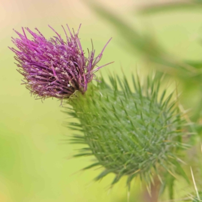 Cirsium vulgare (Spear Thistle) at Haig Park - 6 Apr 2023 by ConBoekel