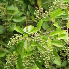 Ligustrum sinense (Narrow-leaf Privet, Chinese Privet) at City Renewal Authority Area - 6 Apr 2023 by ConBoekel