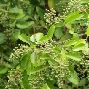 Ligustrum sinense at Turner, ACT - 6 Apr 2023