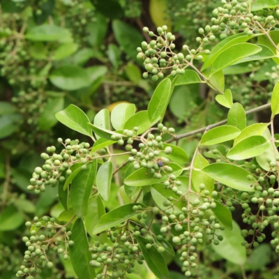 Ligustrum sinense (Narrow-leaf Privet, Chinese Privet) at Turner, ACT - 6 Apr 2023 by ConBoekel