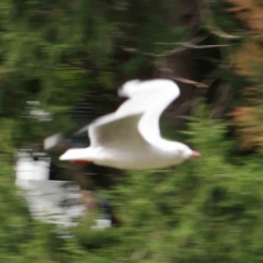 Chroicocephalus novaehollandiae (Silver Gull) at Turner, ACT - 6 Apr 2023 by ConBoekel