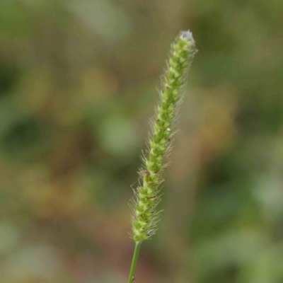 Setaria (genus) (Pigeon Grass) at Turner, ACT - 6 Apr 2023 by ConBoekel