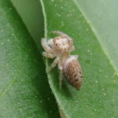 Opisthoncus grassator (Jumping spider) at Sullivans Creek, Turner - 6 Apr 2023 by ConBoekel