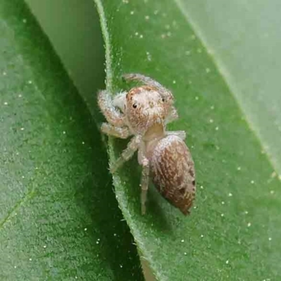 Opisthoncus grassator (Jumping spider) at Turner, ACT - 6 Apr 2023 by ConBoekel