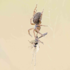 Badumna sp. (genus) (Lattice-web spider) at Sullivans Creek, Turner - 6 Apr 2023 by ConBoekel