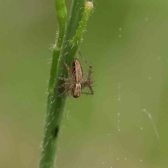 Oxyopes sp. (genus) (Lynx spider) at Sullivans Creek, Turner - 6 Apr 2023 by ConBoekel