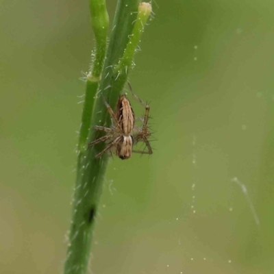 Oxyopes sp. (genus) (Lynx spider) at Haig Park - 6 Apr 2023 by ConBoekel