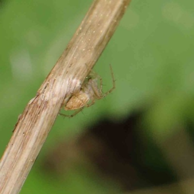 Oxyopes sp. (genus) (Lynx spider) at Sullivans Creek, Turner - 6 Apr 2023 by ConBoekel