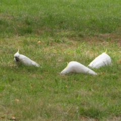 Cacatua galerita (Sulphur-crested Cockatoo) at Turner, ACT - 6 Apr 2023 by ConBoekel