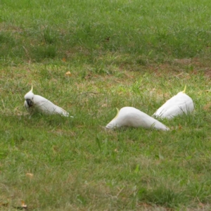 Cacatua galerita at Turner, ACT - 6 Apr 2023