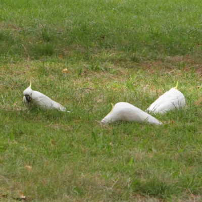 Cacatua galerita (Sulphur-crested Cockatoo) at City Renewal Authority Area - 6 Apr 2023 by ConBoekel