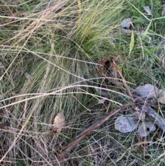 Nassella trichotoma at Watson, ACT - 26 Jun 2023