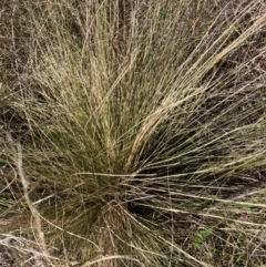 Nassella trichotoma (Serrated Tussock) at Watson, ACT - 26 Jun 2023 by waltraud