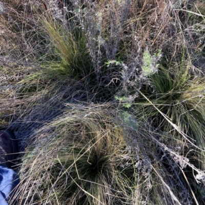 Nassella trichotoma (Serrated Tussock) at Watson, ACT - 26 Jun 2023 by waltraud