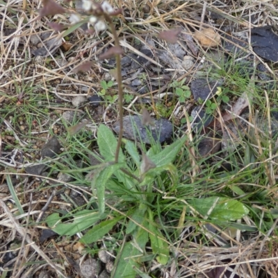 Capsella bursa-pastoris (Shepherd's Purse) at Queanbeyan West, NSW - 26 Jun 2023 by Paul4K