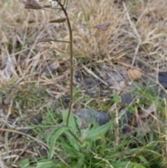 Capsella bursa-pastoris at Queanbeyan West, NSW - 27 Jun 2023